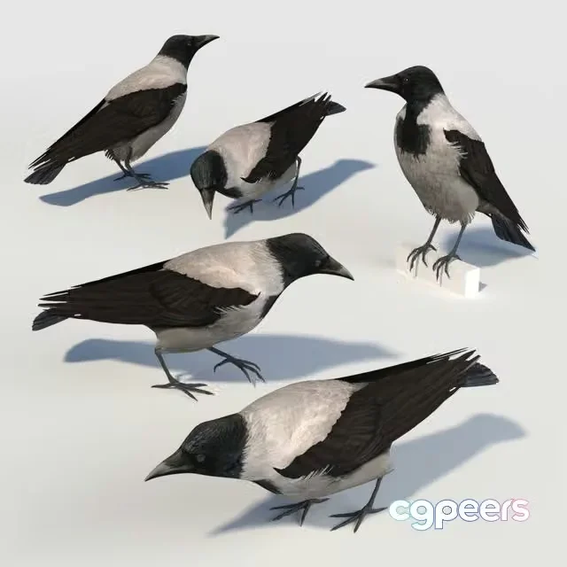 3ds Max Free – Hooded Crow (bird)