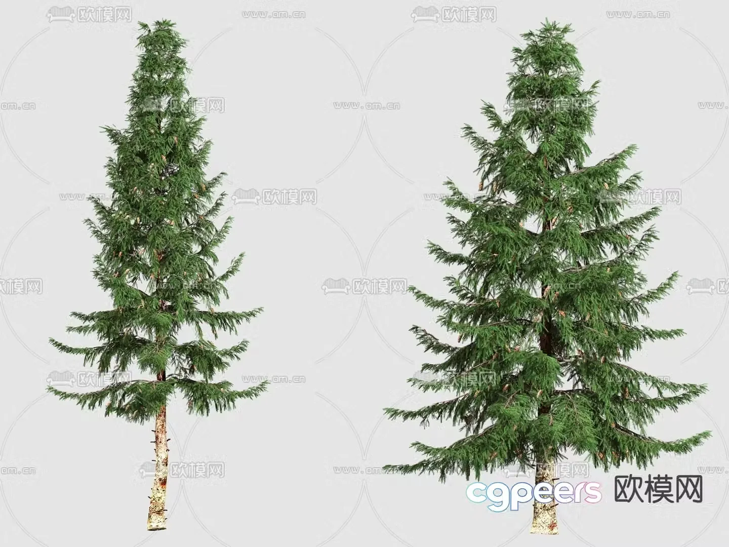 tree landscape tree conifer cedar 3d model