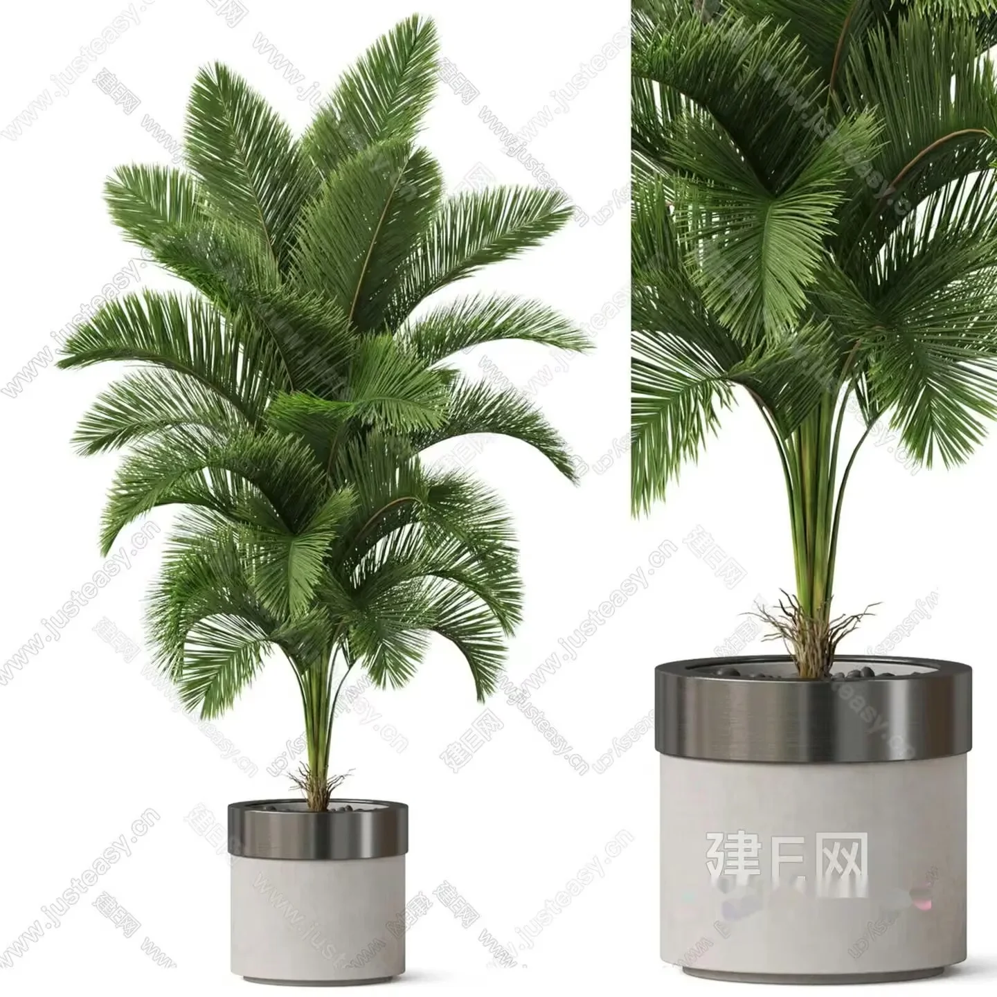 A Small Palm Tree In A Pot 3D Model – 12872 – CORONA Render