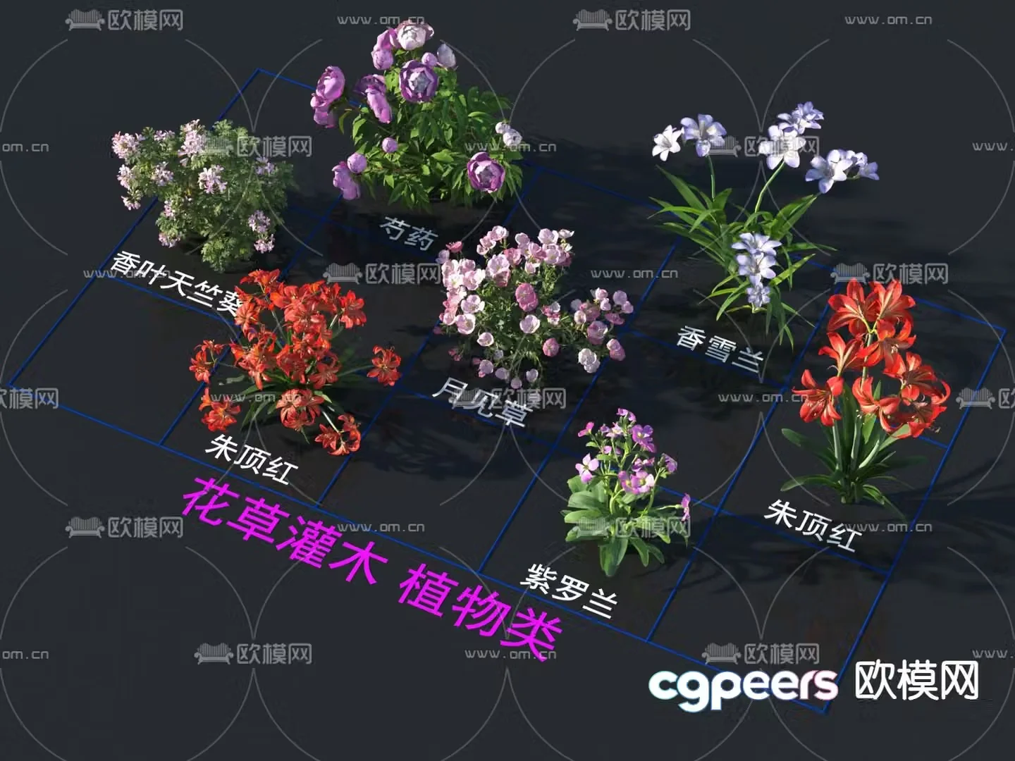 Flowers and plants Evening Primrose Red Violet 3D Model