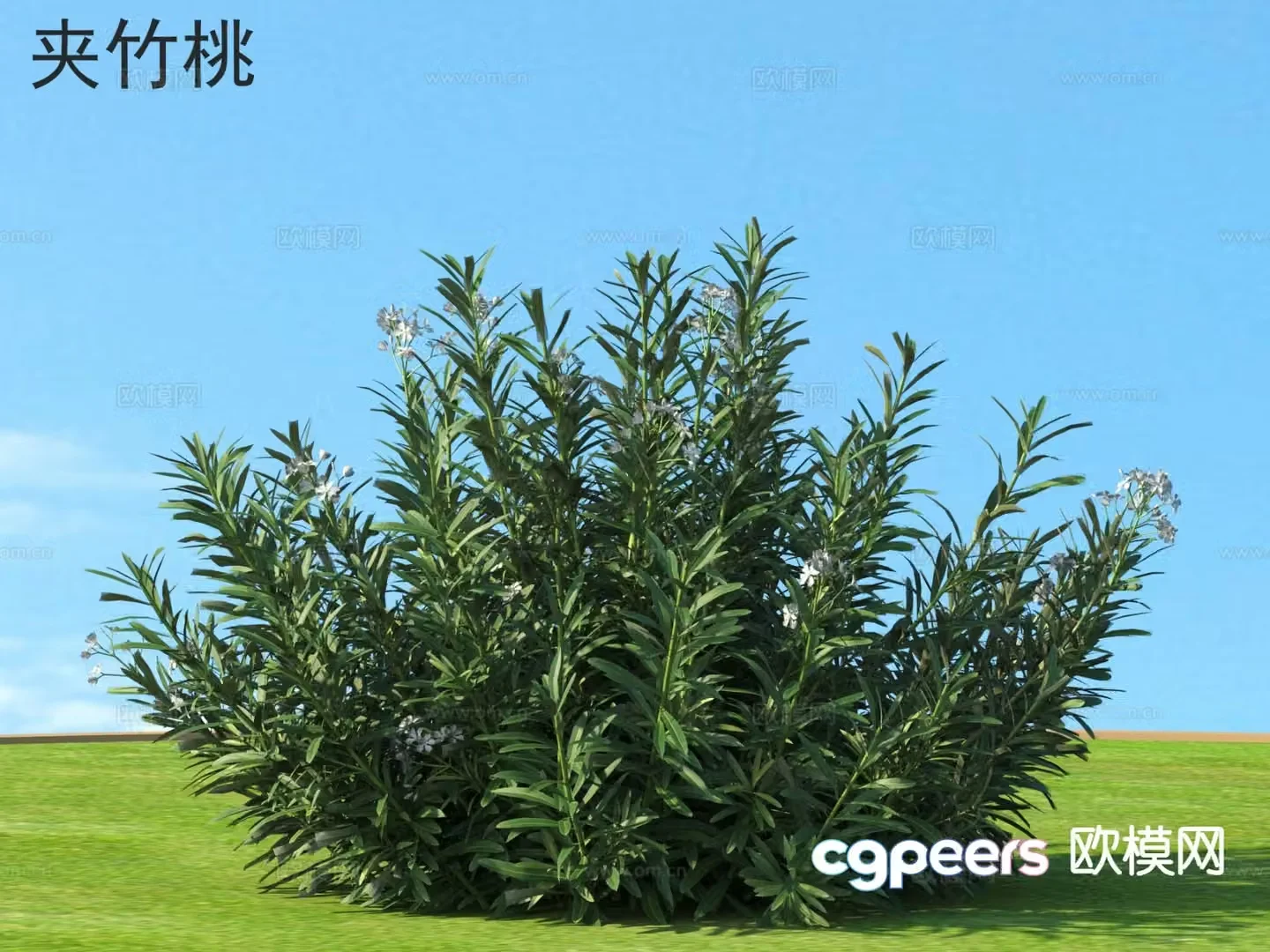Evergreen large shrub oleander 3d model
