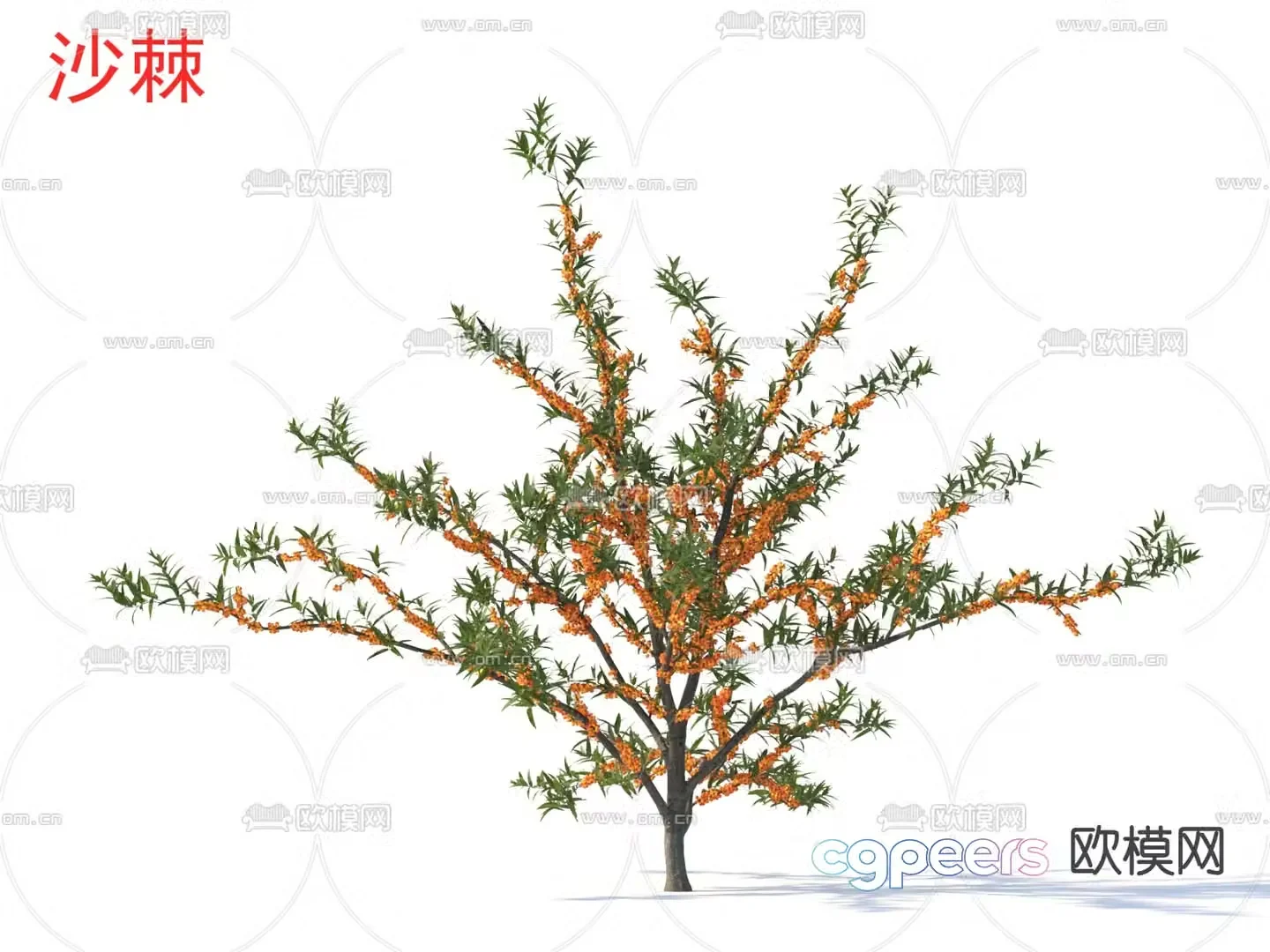 sea â€‹â€‹buckthorn small tree plant 3d model
