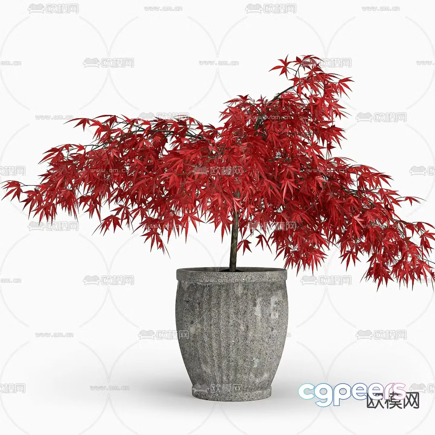 Maple leaf bonsai Indoor bonsai 3D model