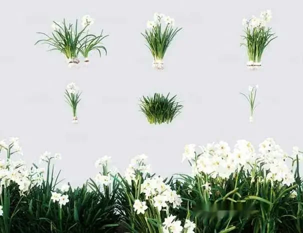 White Daffodil Plants 3D Model – 4499 – CORONA Render
