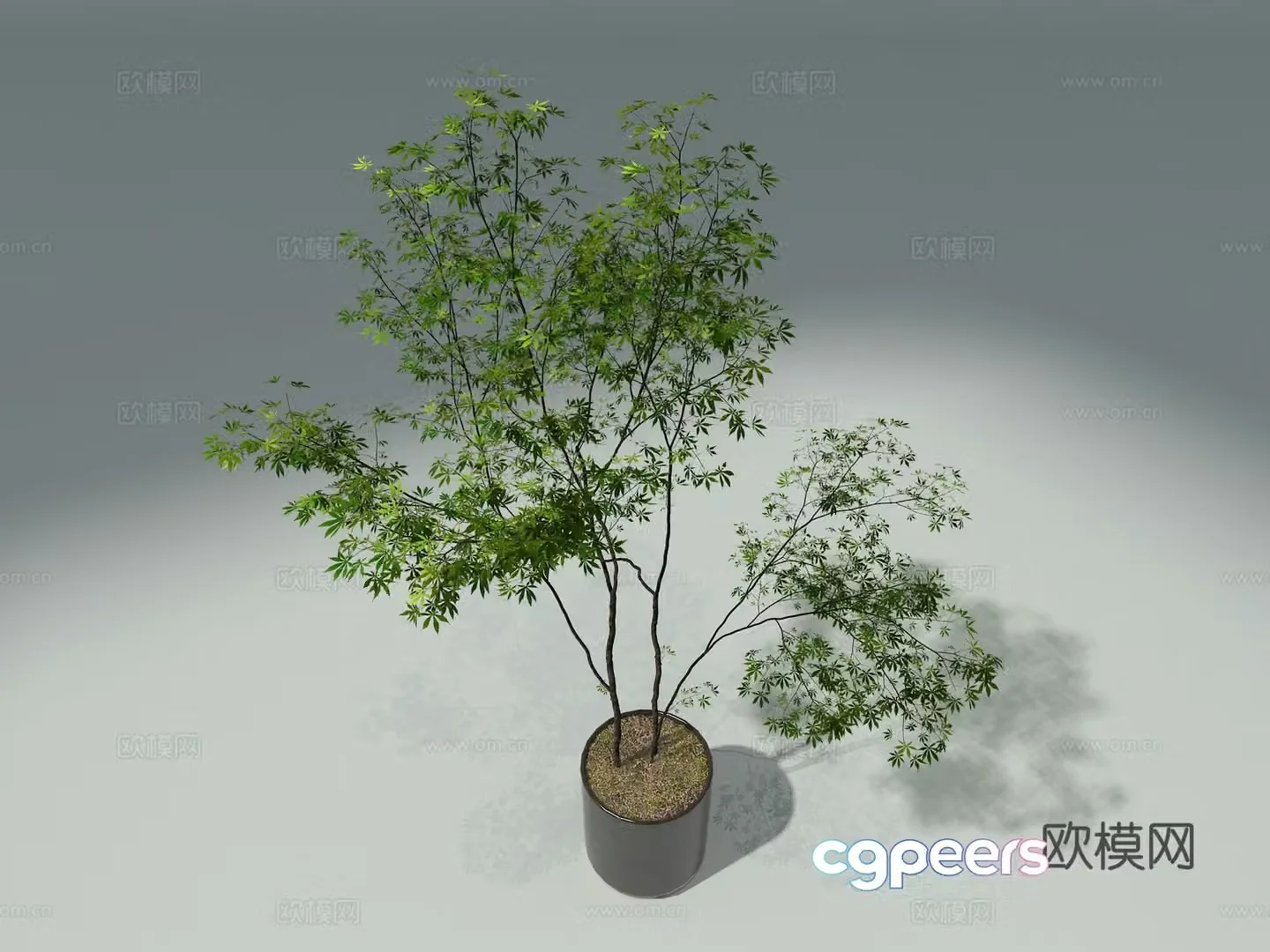3D model of indoor potted plants