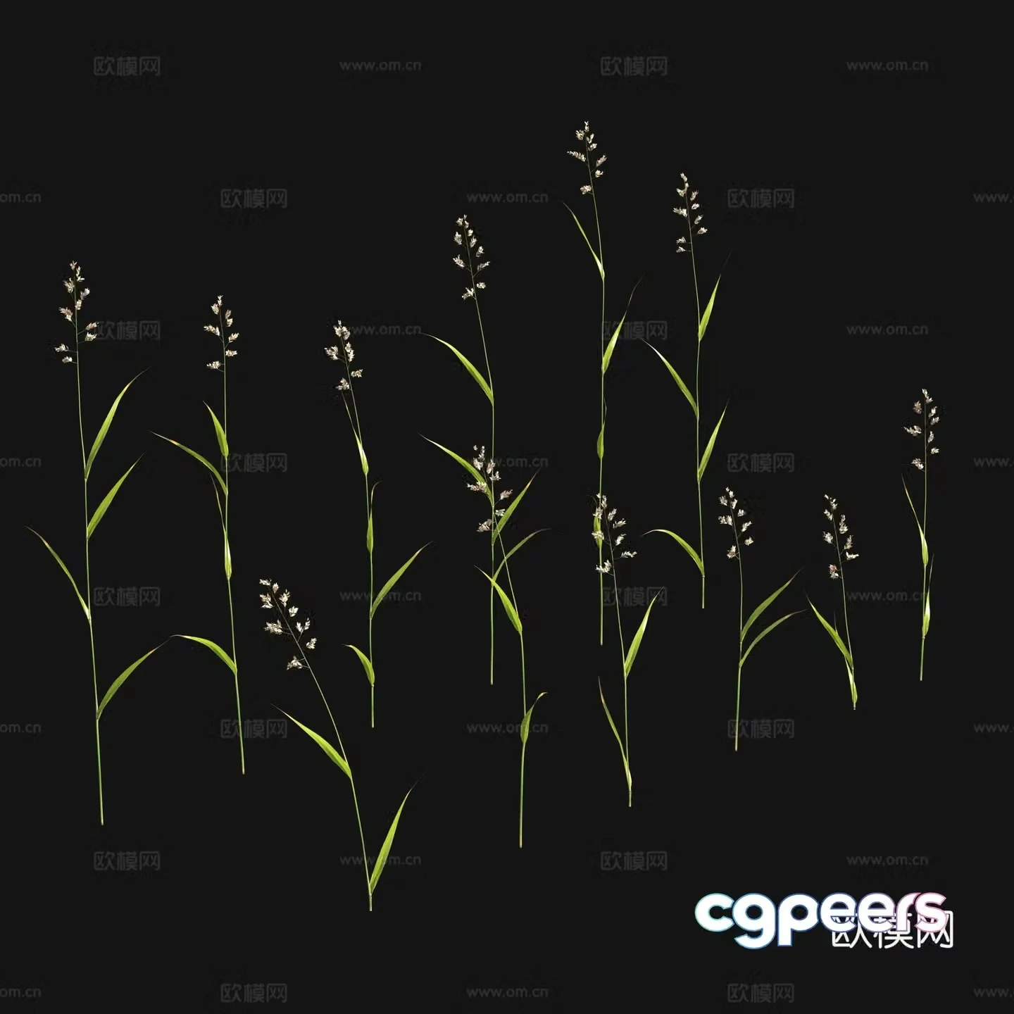 Flowers and plants Wild grass 3d model
