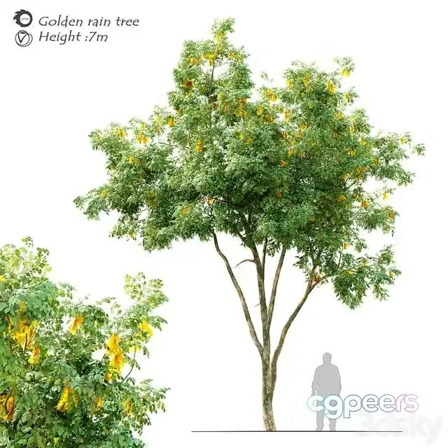 3ds Max Free – Golden rain tree_2