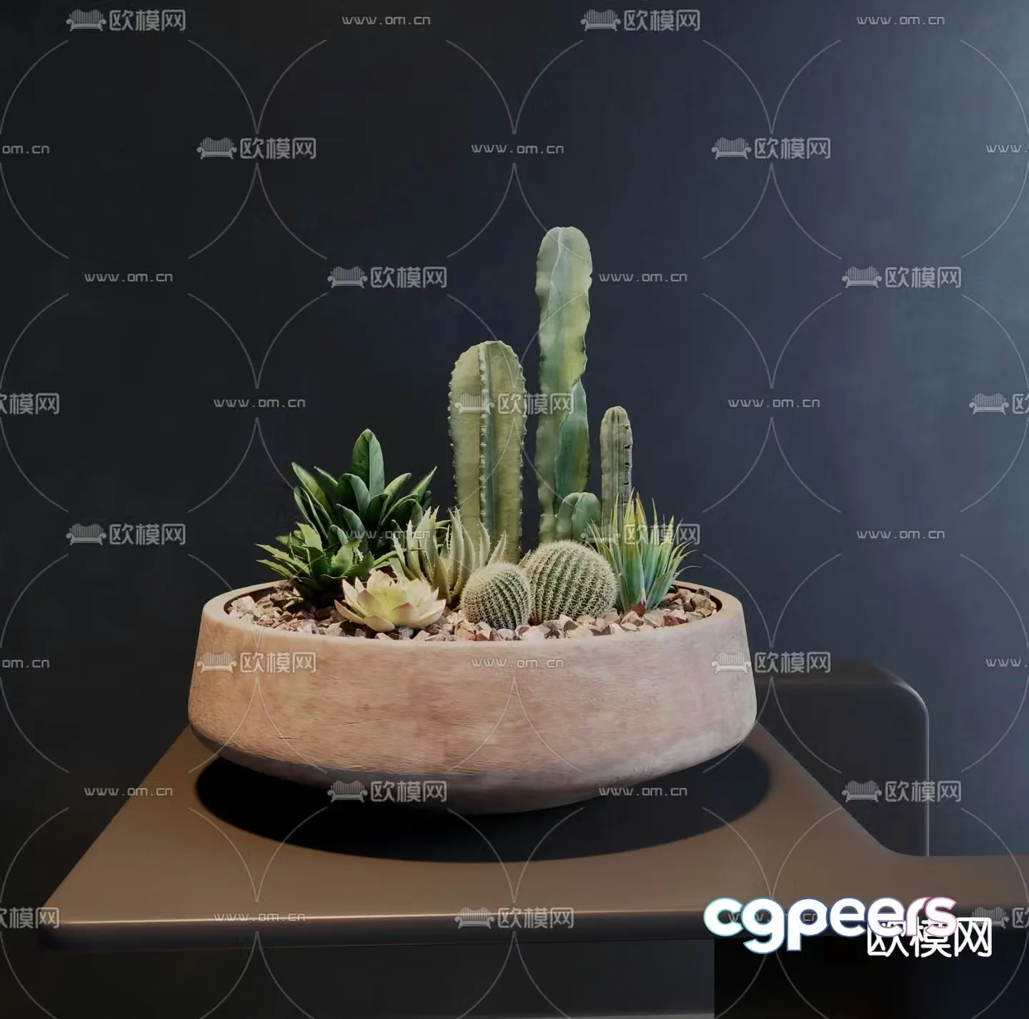 Succulent cactus plant pot 3d model