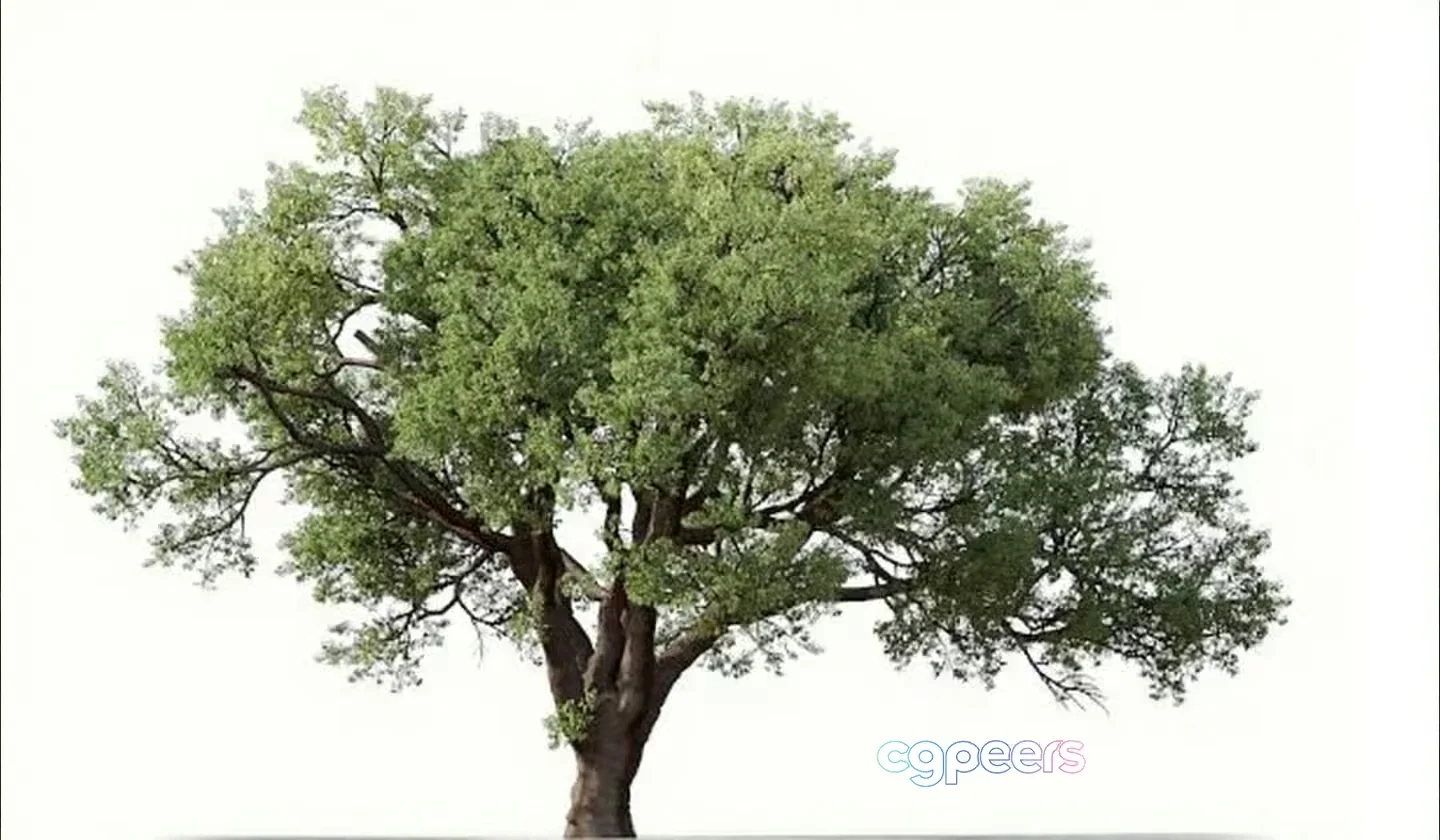 A Tree With Green Leaves 3D Model – 3606 – VRAY Render