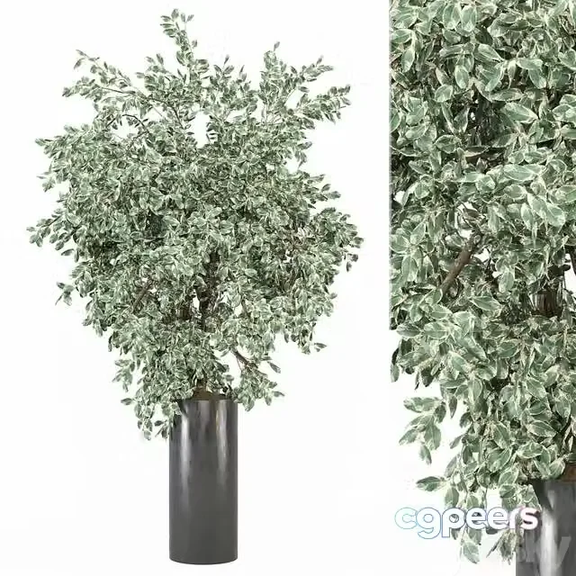 3ds Max Free – outdoor Plants Collection 1912