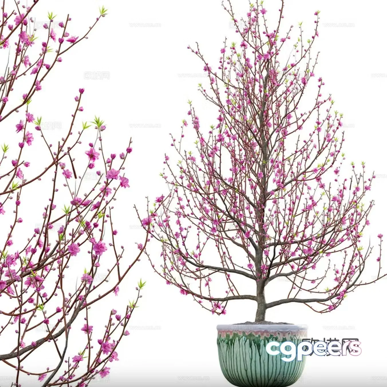 Peach tree potted plant 3d model