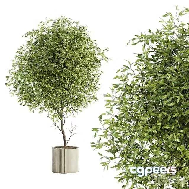 3ds Max Free – Indoor Plant Set 050