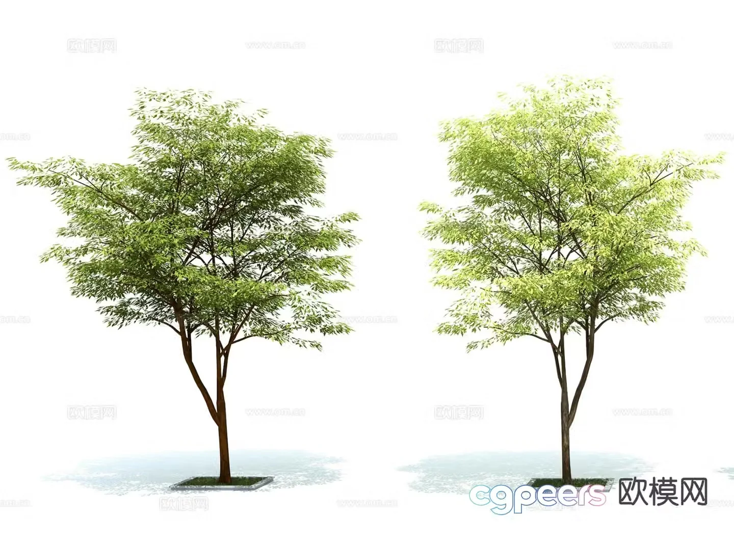 trees landscape trees street trees greening trees 3d model