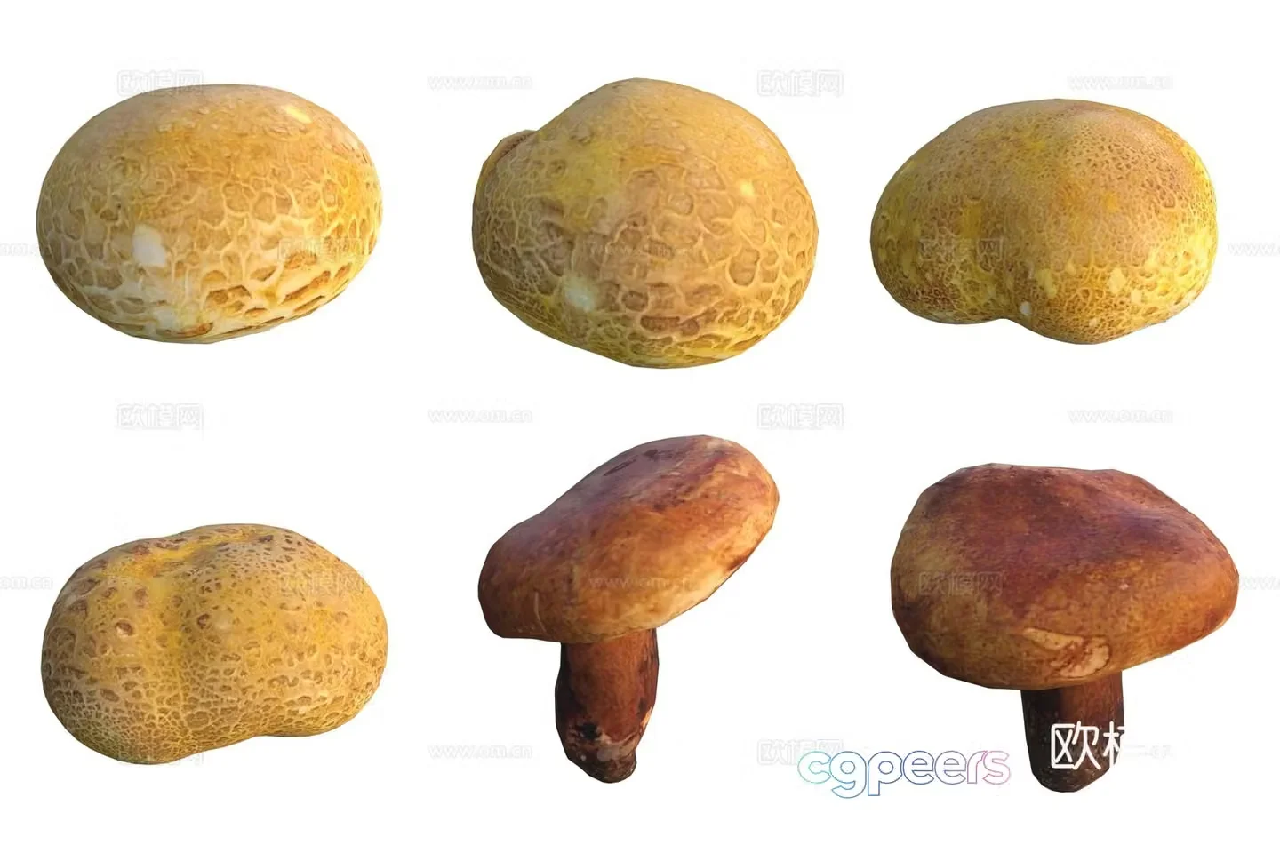 Mushroom fungi 3D model