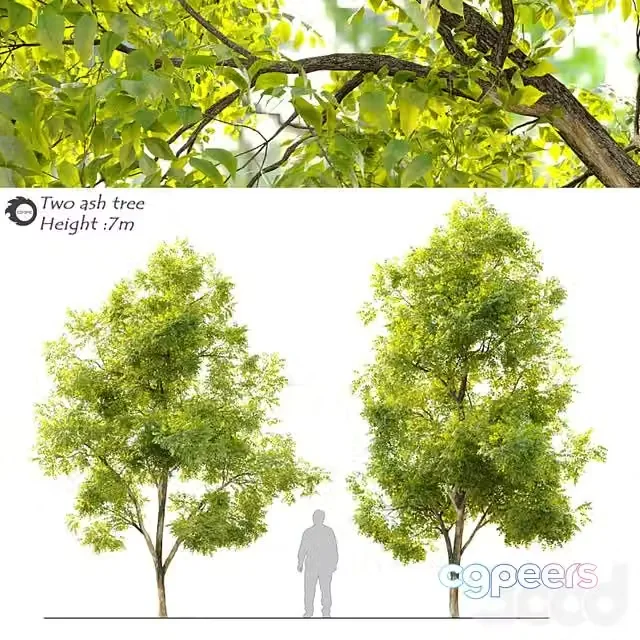 3ds Max Free – Two ash tree_2