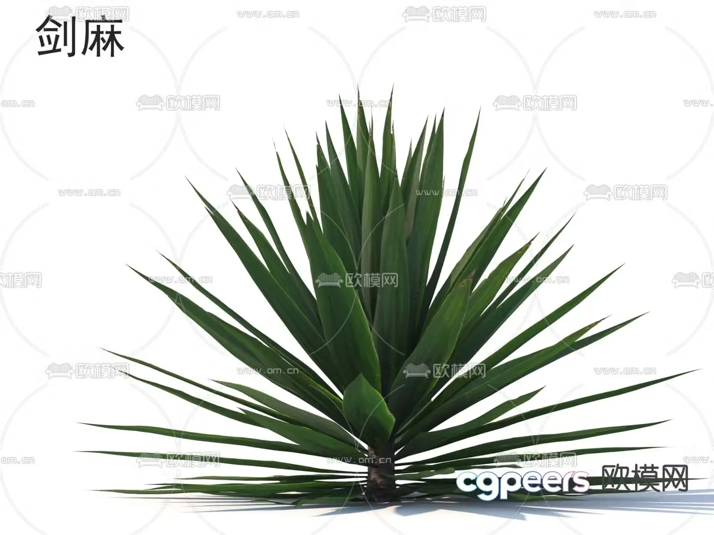 sisal flowers shrub 3d model