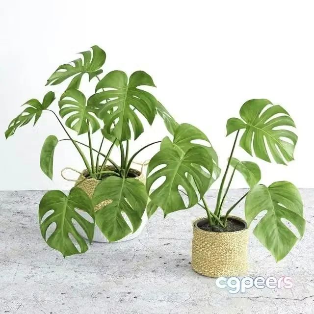 3ds Max Free – Monstera 3