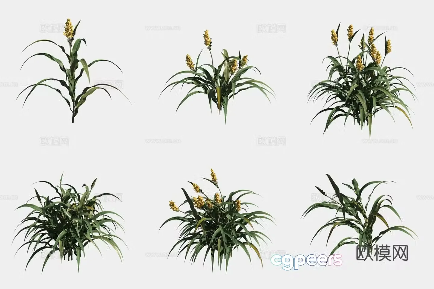 Sorghum crop crop 3d model