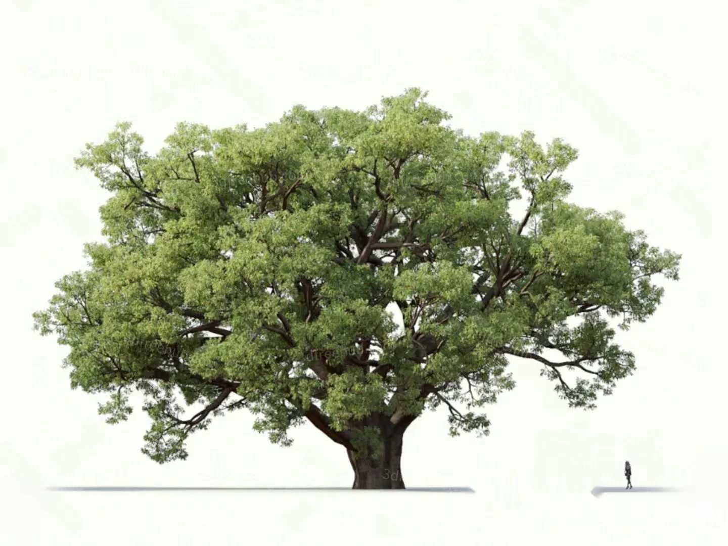 A Large Tree With Green Leaves 3D Model – 18718 – VRAY Render