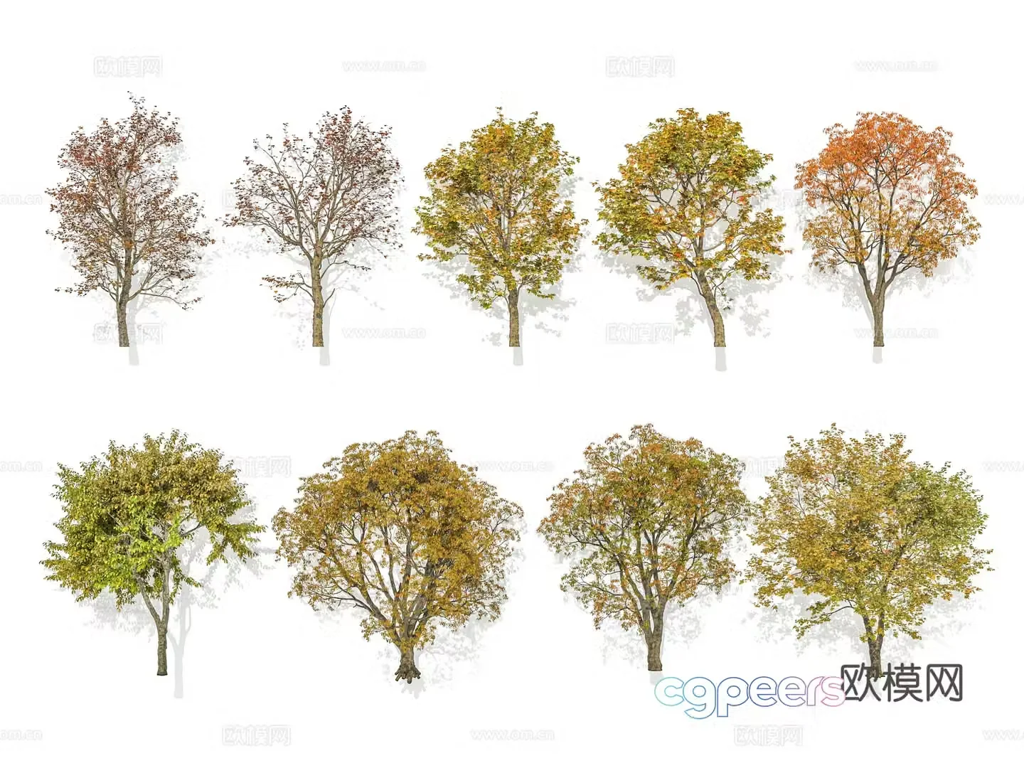Modern street tree landscape tree autumn tree arbor camphor tree courtyard tree 3d model