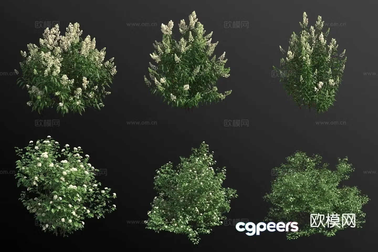 White-flowered spirea viburnum shrub 3d model