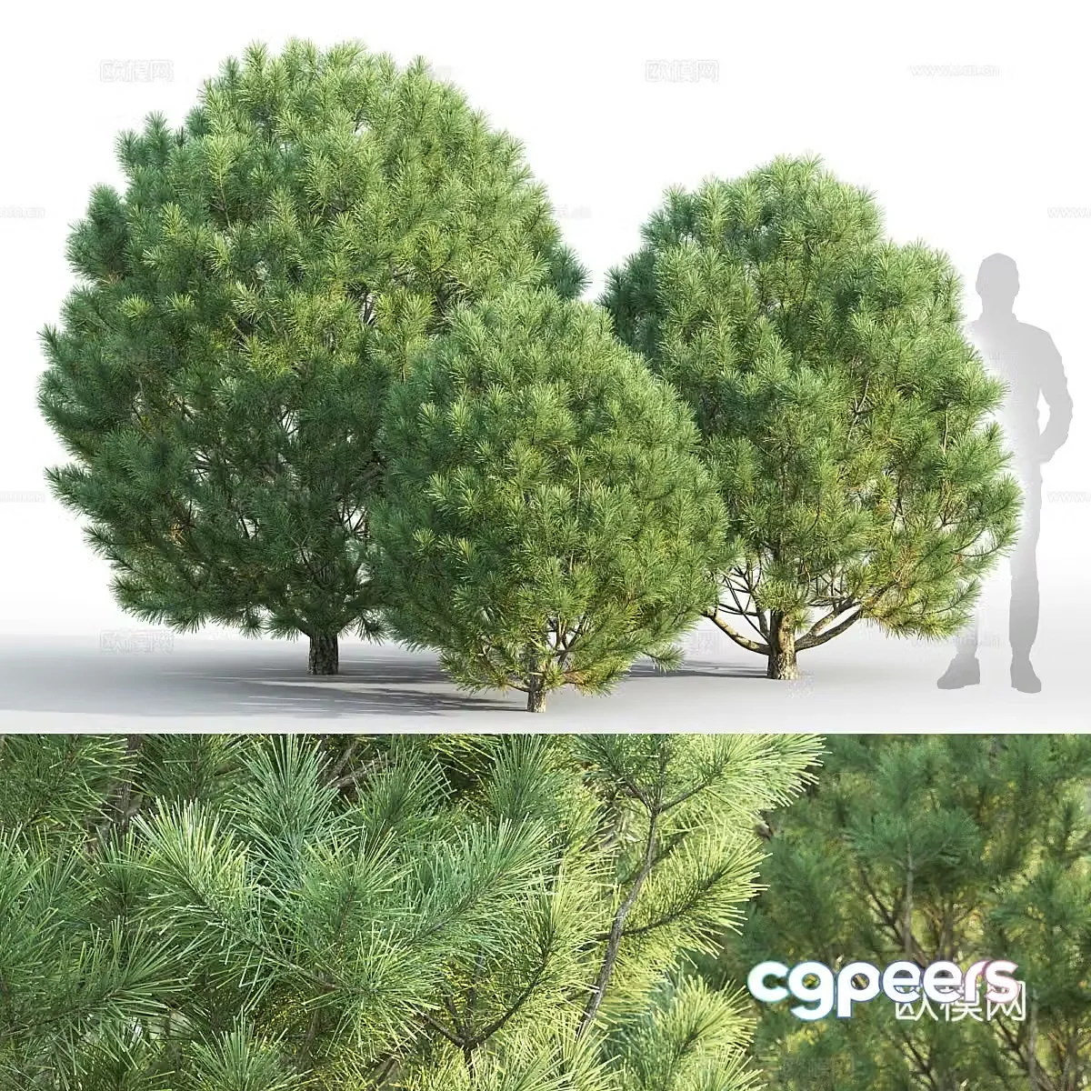 Pine tree 3d model