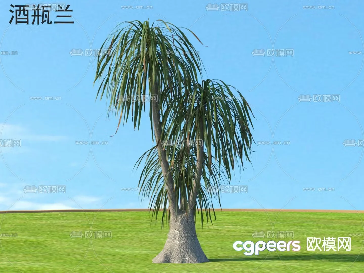 Wine bottle orchid small tree tree 3d model