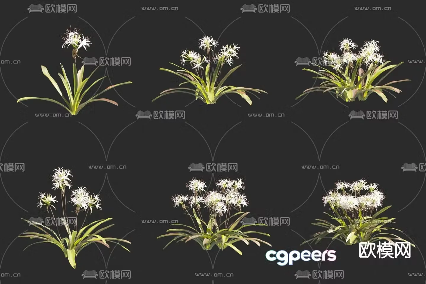 Manjushri orchid flowers and plants orchid 3D model