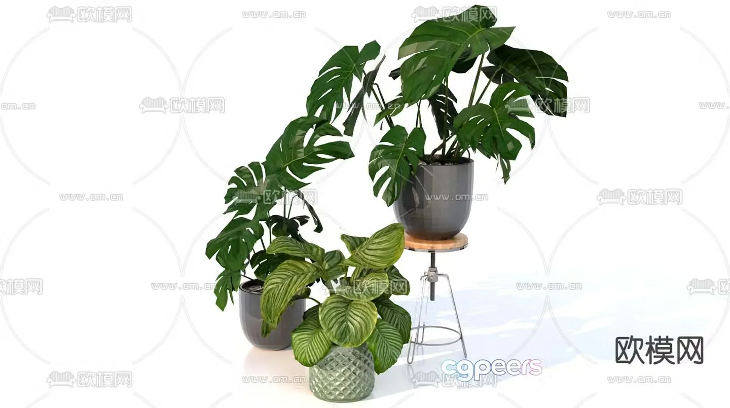 Plant potted Monstera 3d model
