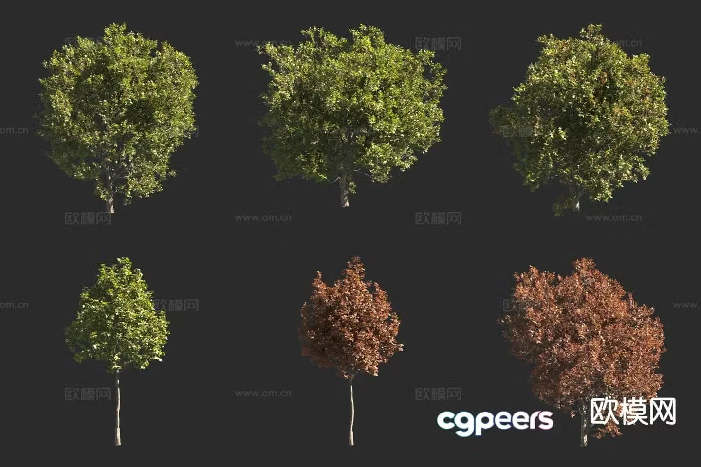 Big leaf maple tree landscape tree 3d model