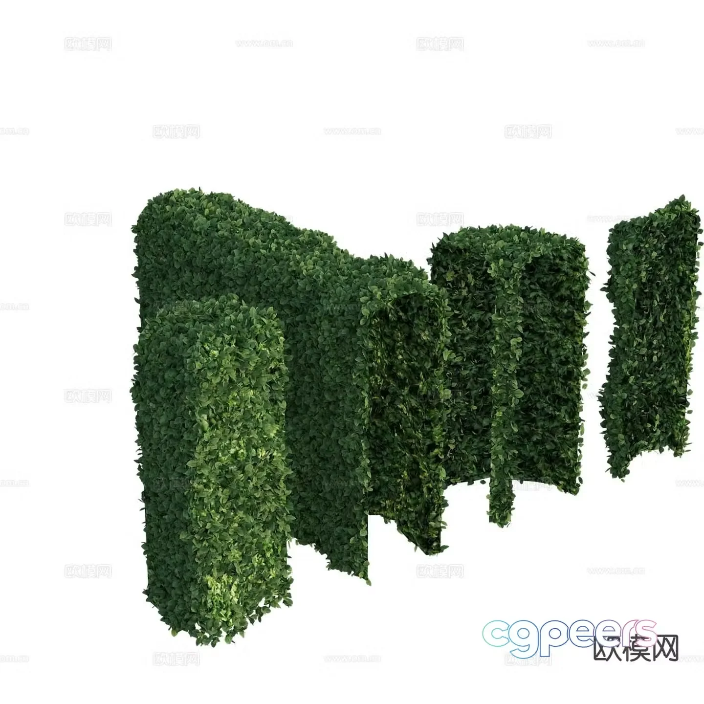 Plant wall shrub hedge 3d model