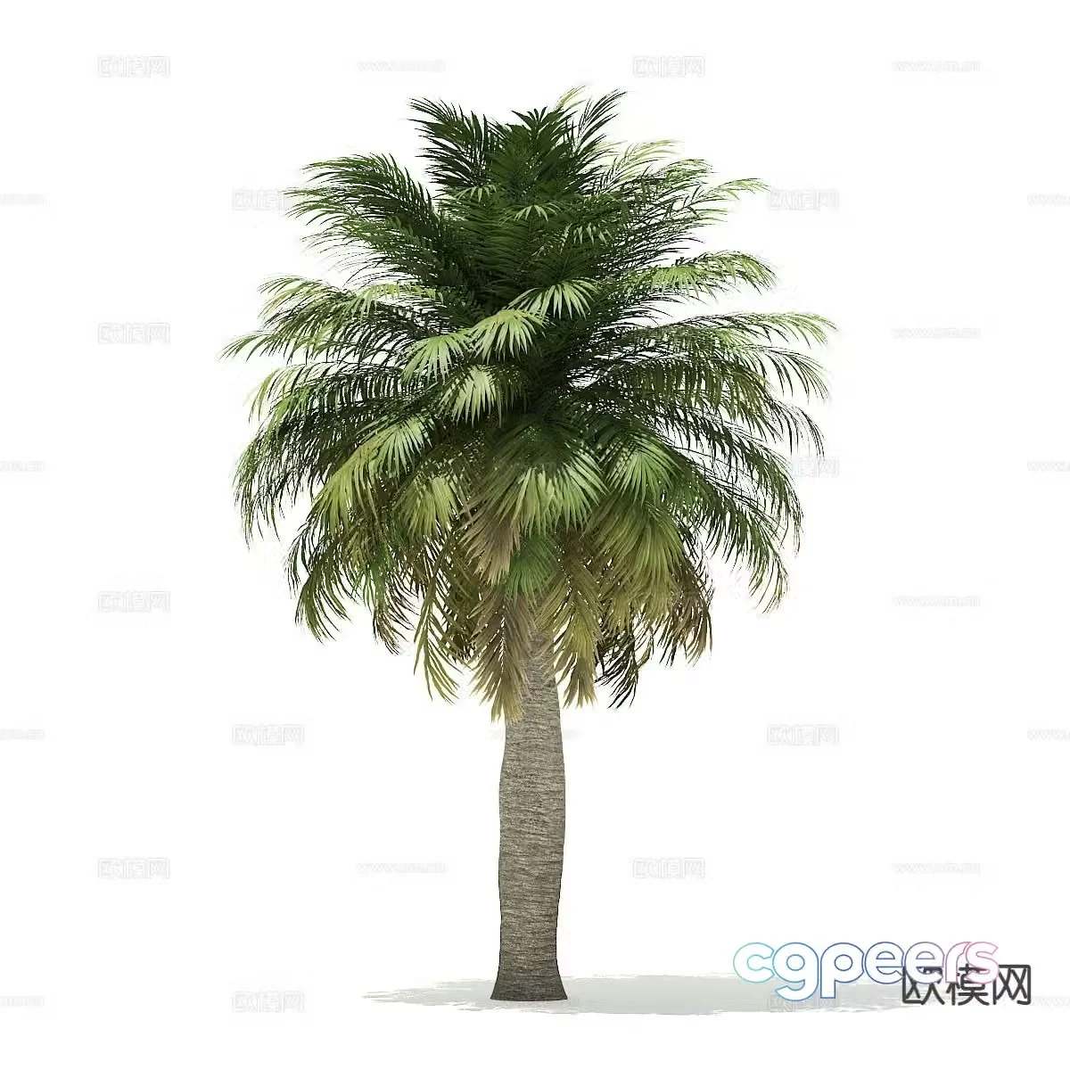 Trees Landscape Trees Street Trees Palm Trees 3D Model