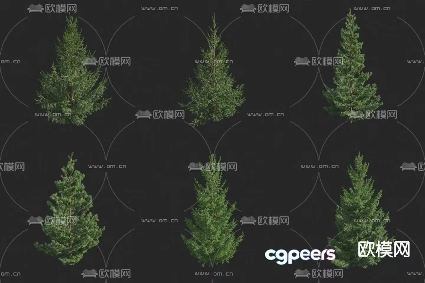 White bark spruce European spruce Norway spruce Large fir 3d model