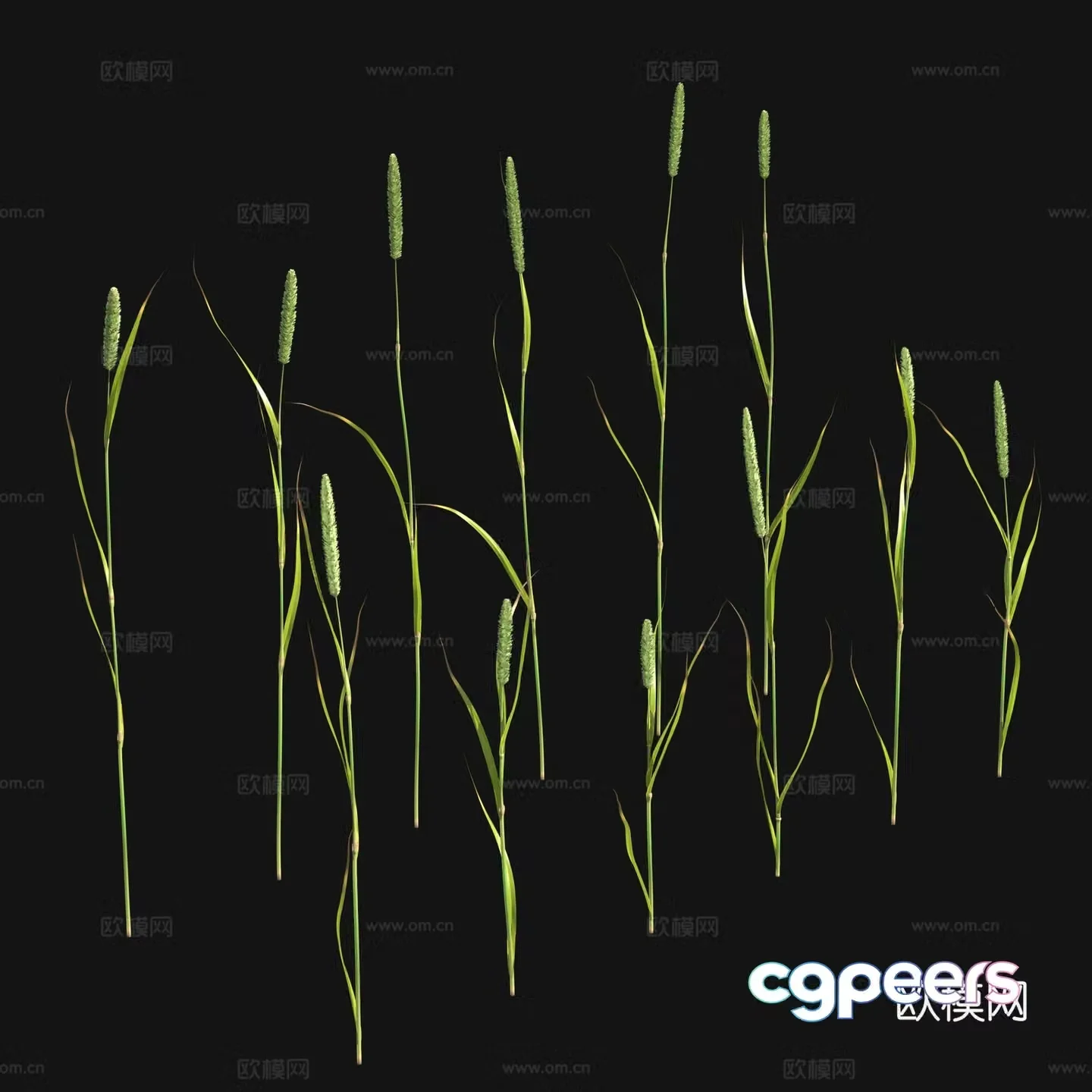 Flowers and plants Wild grass 3d model