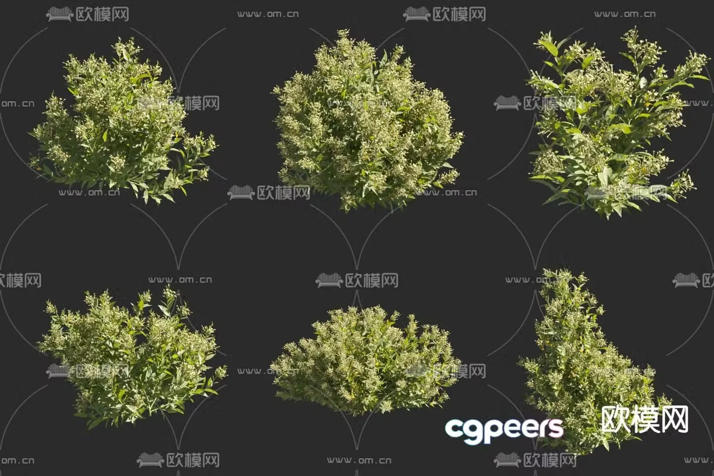 Night fragrance wood flowers and plants 3d model