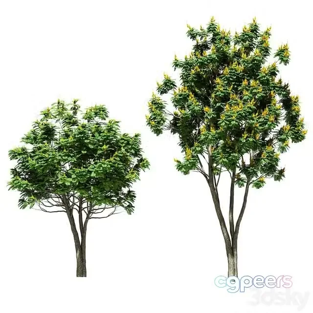 3ds Max Free – Tree peltoforum krylatoplodny. 2 models
