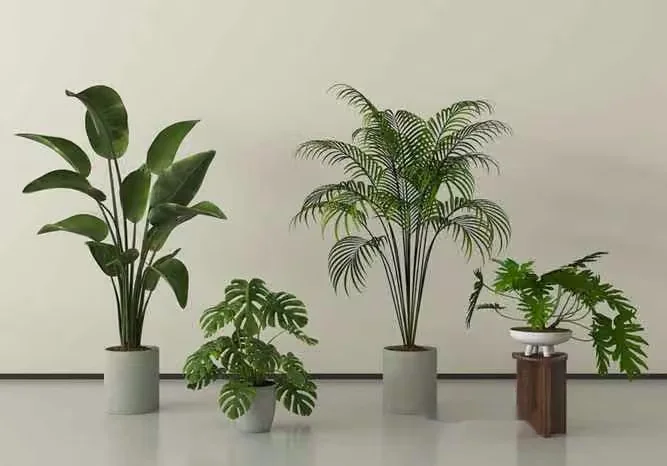 Indoor Houseplants 3D Model – 19595 – VRAY Render