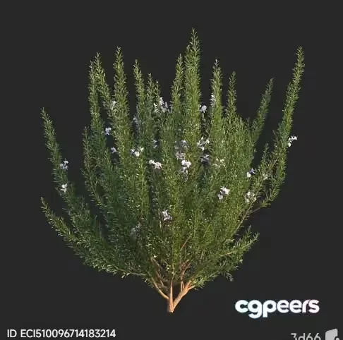 A Plant With Purple Flowers 3D Model – 4524 – VRAY Render