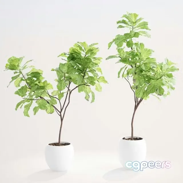 3ds Max Free – Ficus lyre 1