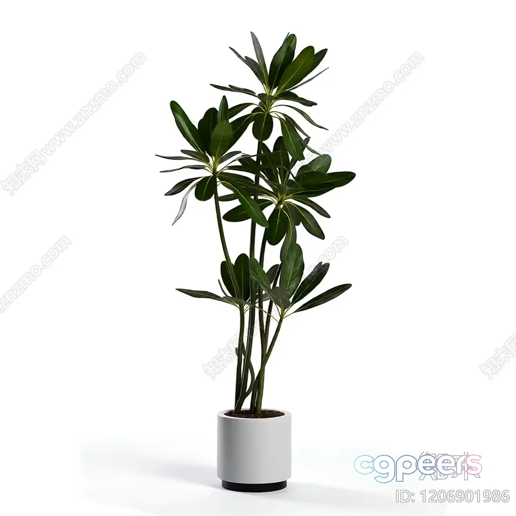 A Plant In A White Pot 3D Model – 22338 – VRAY Render