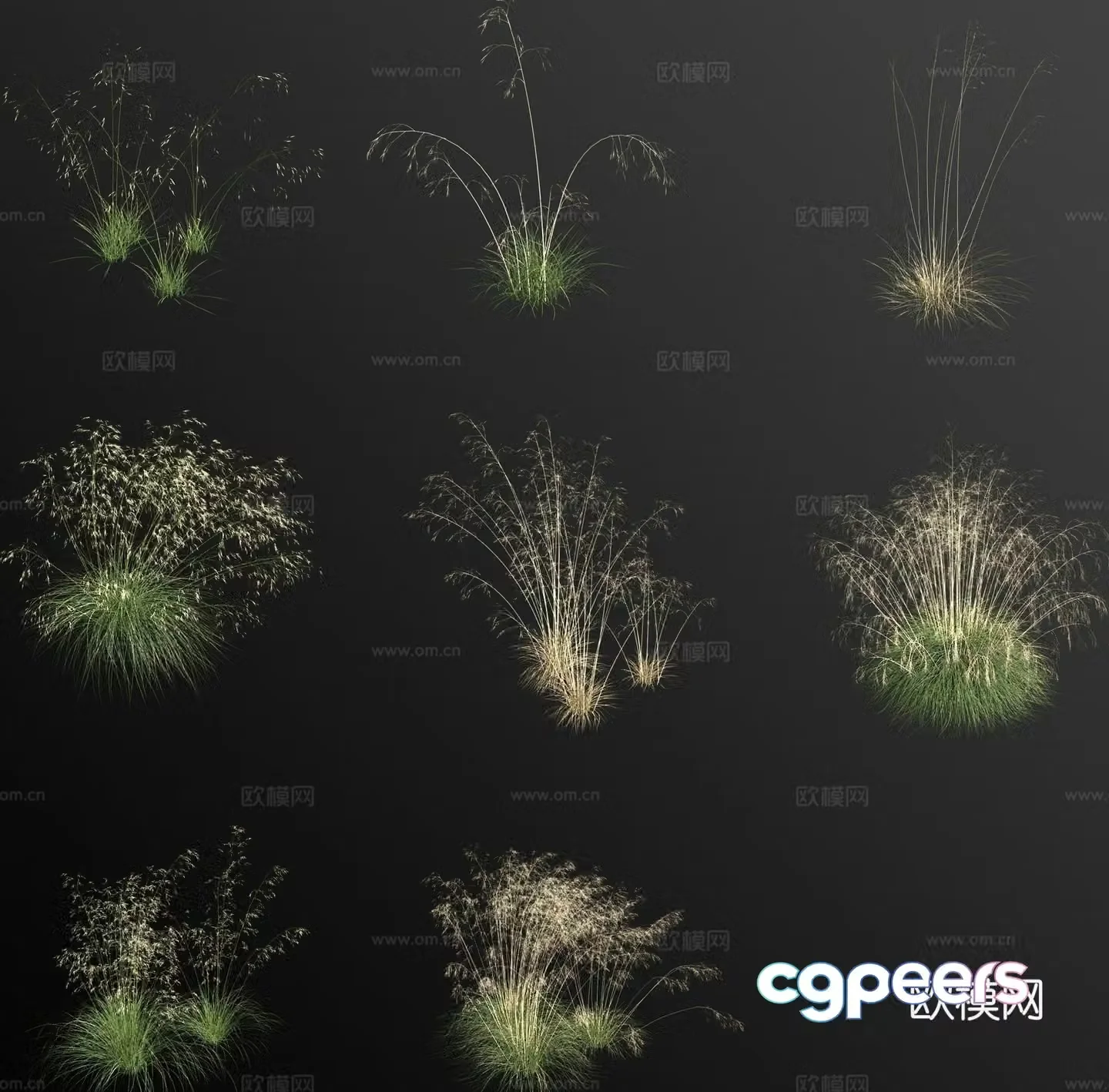 Stipa macrophylla flowers and plants 3d model