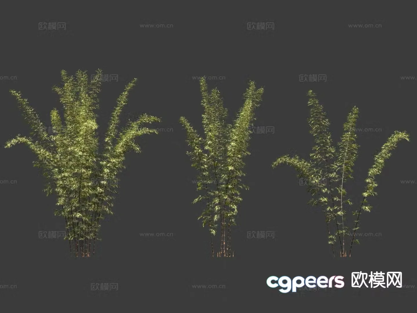 Bamboo Ornamental bamboo 3d model
