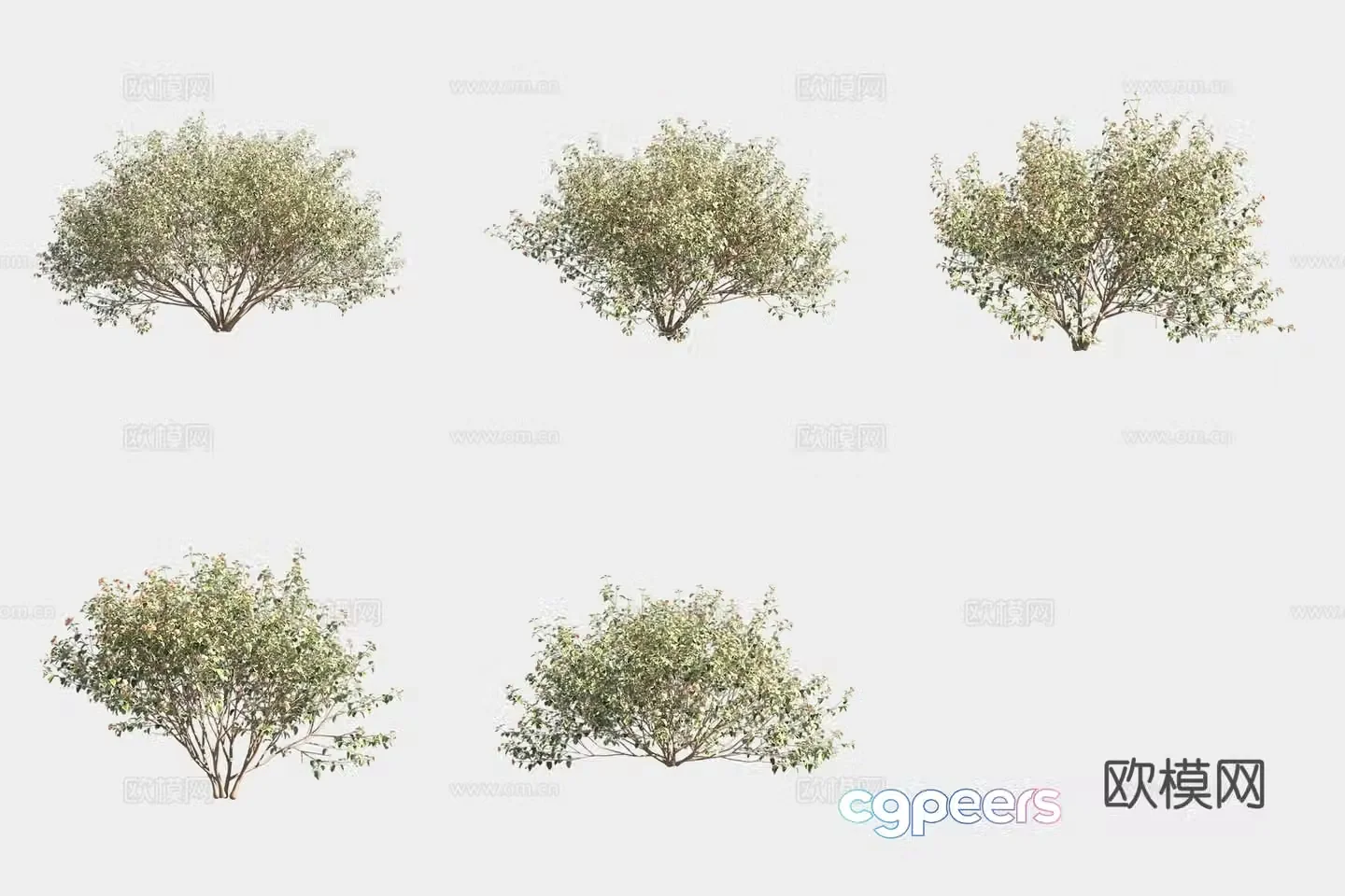 Lantana bush 3d model