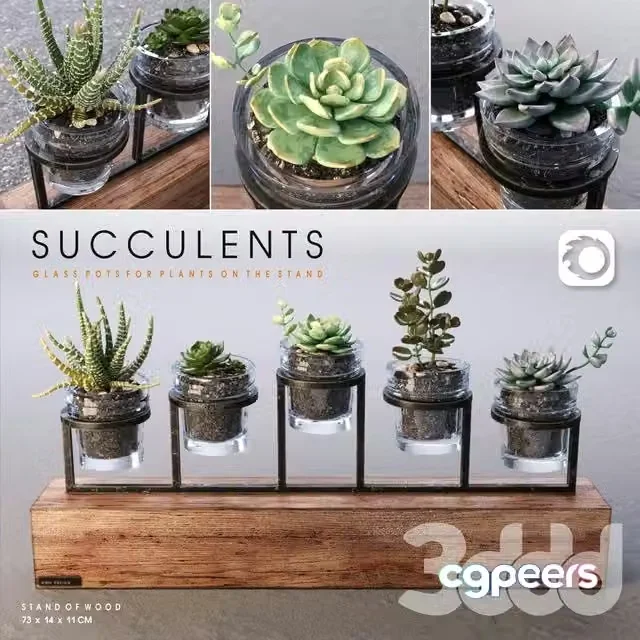 3ds Max Free – Succulents_set