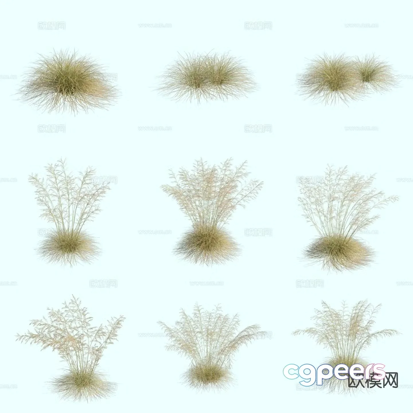 Hair grass ornamental grass thatch flower and grass 3d model