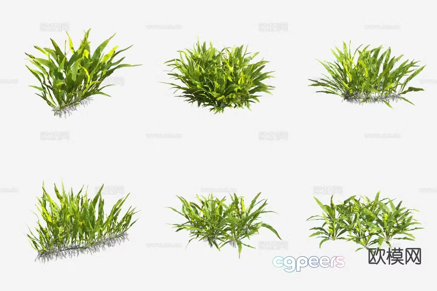 Winged Star Fern Aquatic Plant 3D Model