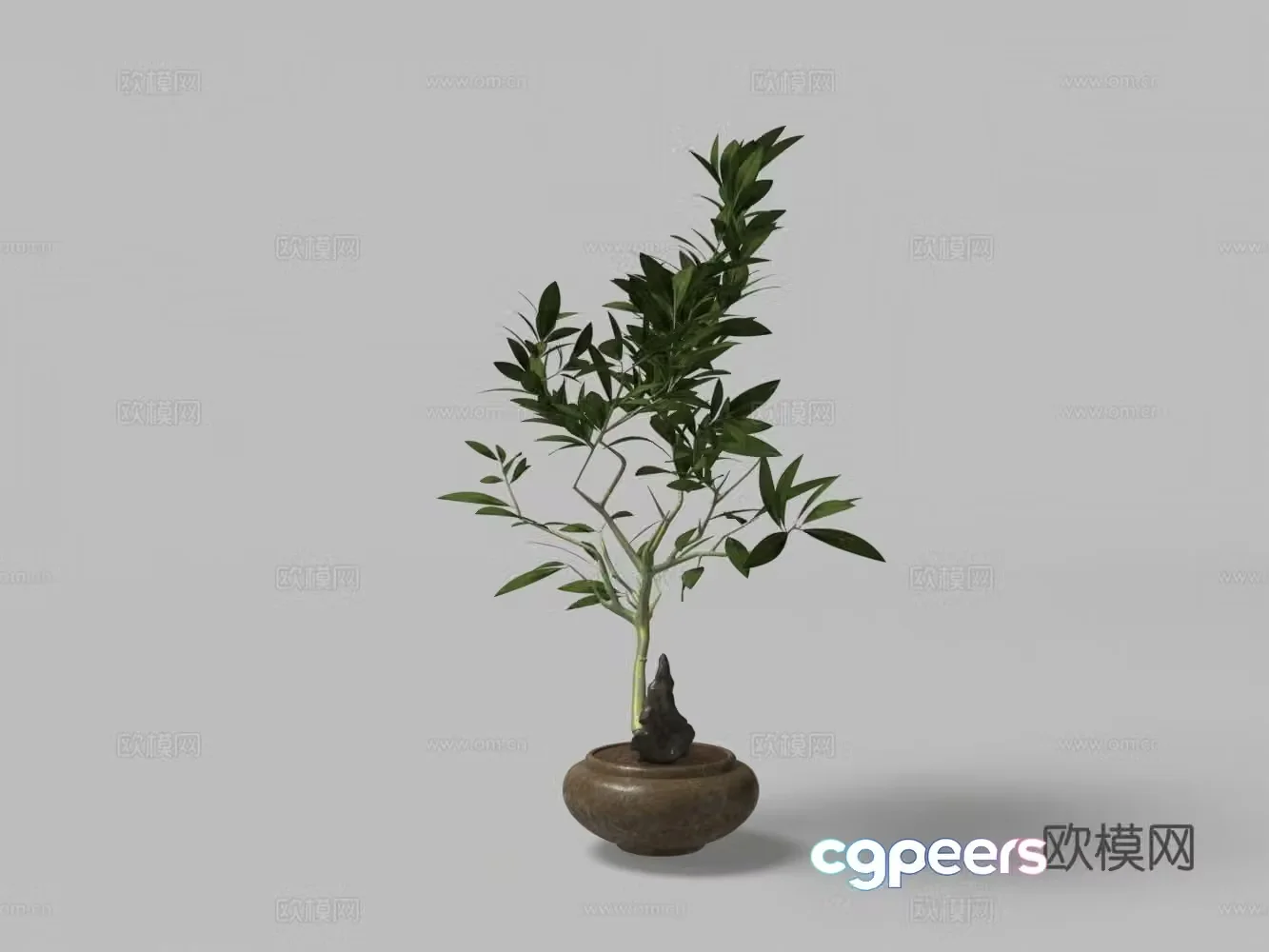 Chinese green bonsai 3D model