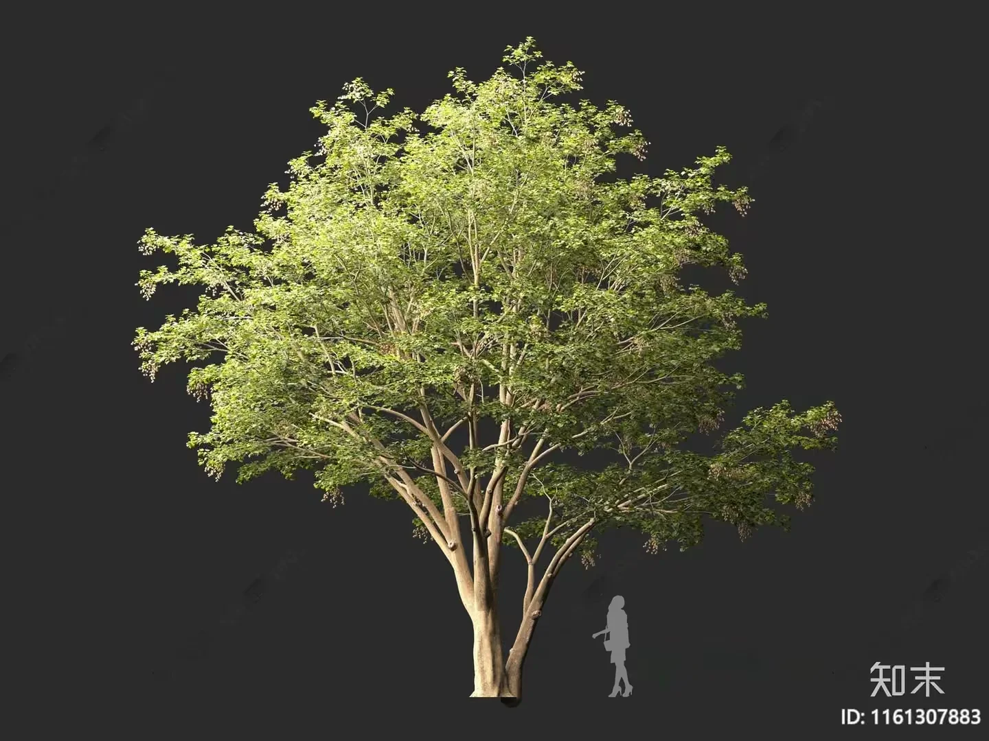 A Tree With A Person Standing Next To It 3D Model – 1302 – VRAY Render