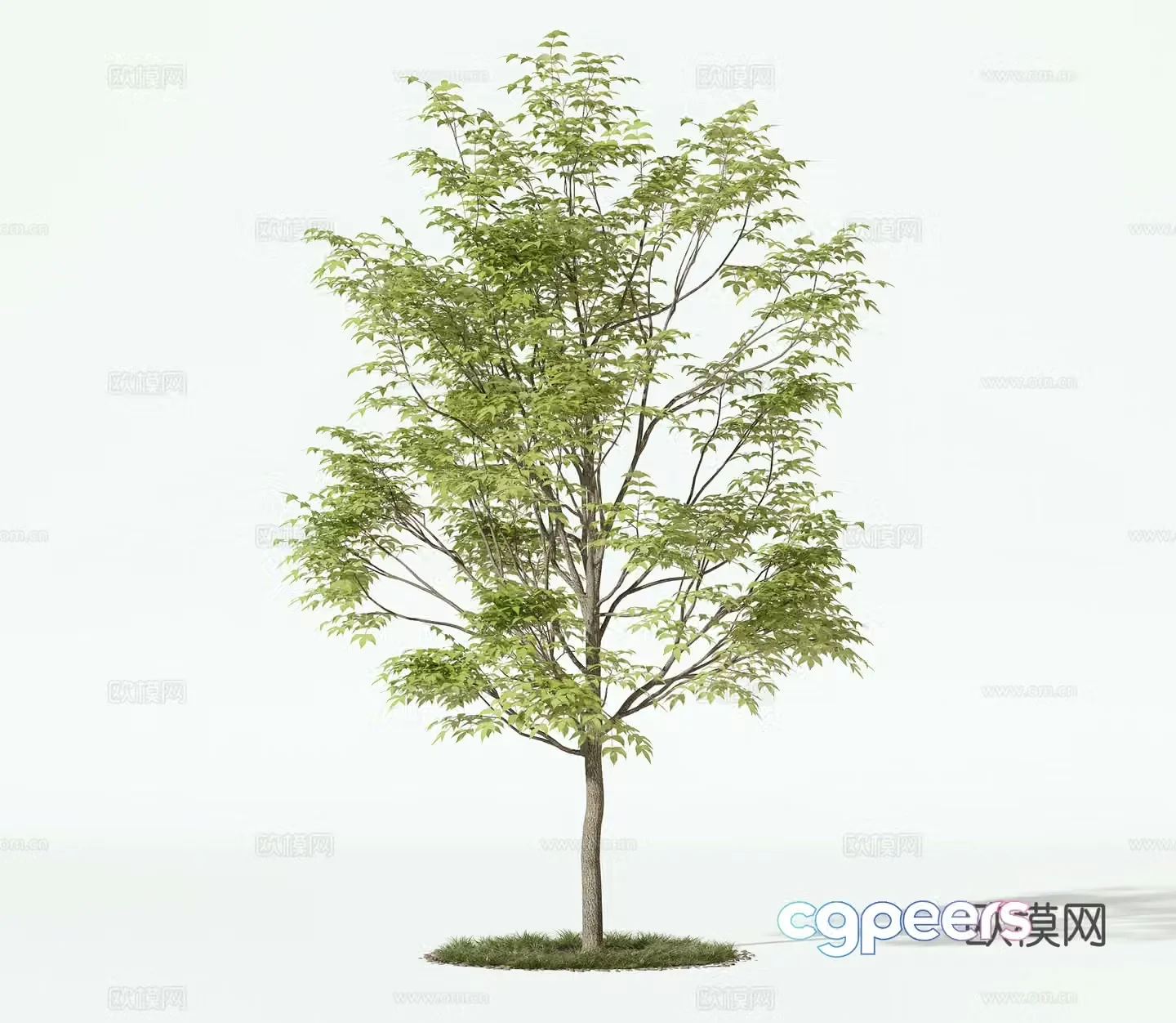 Landscape tree courtyard tree arbor tree 3d model