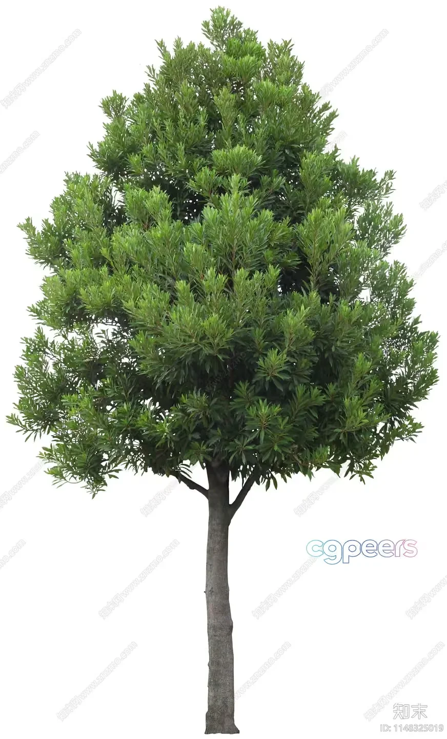 A Tree 3D Model – 1185 – VRAY Render